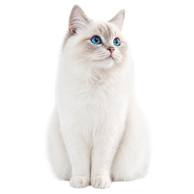 Котки